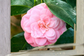 Pink Perfection Camellia Camellia japonica - Rooted Starter Plant