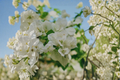 White Bougainvillea Live Vine - 6-Inch Pot with Trellis
