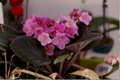 SK-Vernisazh African Violet Live Plant – Micro Mini Saintpaulia ionantha