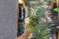 Philodendron Tortum — Fully Rooted 4-Inch Live Plant