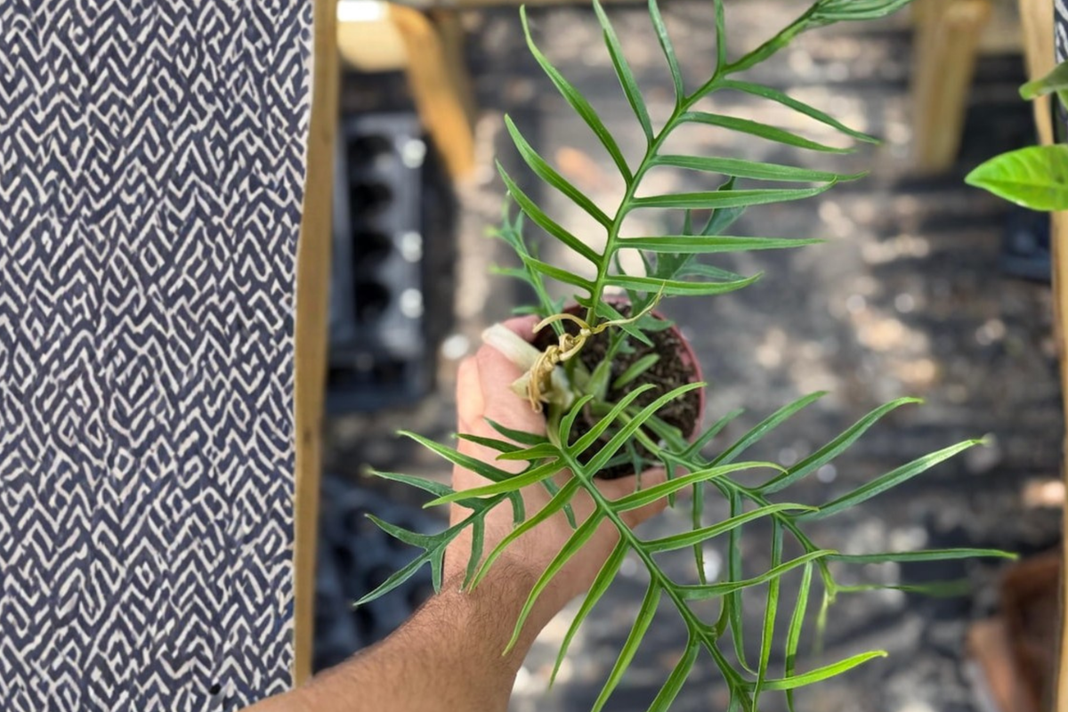 Philodendron Tortum — Fully Rooted 4-Inch Live Plant