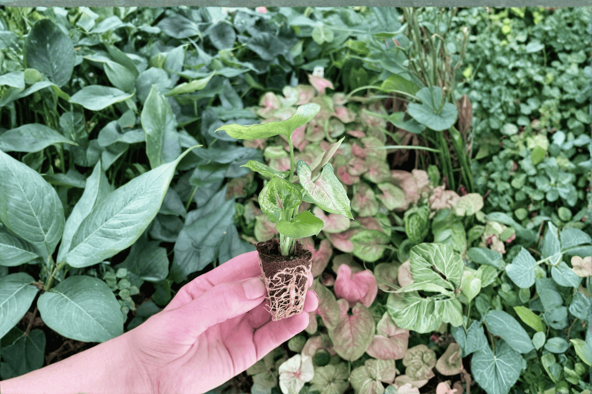 Syngonium Mango Allusion Starter Plants - 2 Live Soil Pod Plants