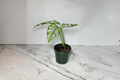 Monstera Obliqua Peru Live Plant - 3-4 Inch Pot, Rare Split Leaf Monstera