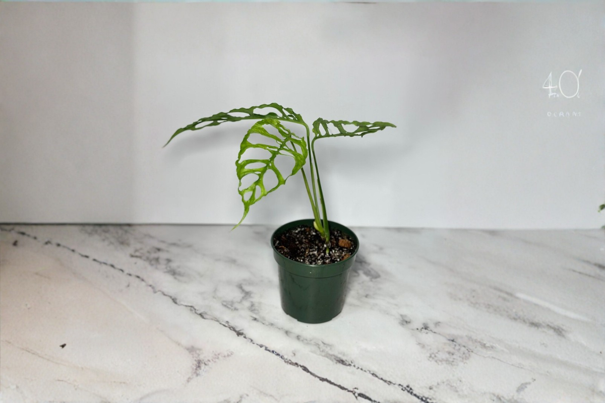 Monstera Obliqua Peru Live Plant - 3-4 Inch Pot, Rare Split Leaf Monstera