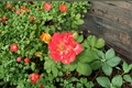 Piñata Rose - Yellow & Orange Bicolor Rose Bush, 5-Gallon Live Plant