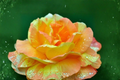 Yellow and Pink Rose Seeds - Bi-Color Ornamental Flower Seeds (2 Seeds)
