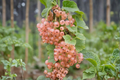 Champagne Pink Currant - 1 Gallon Potted Live Plant, 2–3 ft Tall