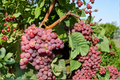 Red Flame Seedless Grape Vine - 4-6 ft Live Climbing Vine, Sweet Red Seedless Grapes