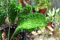 Euphorbia flanaganii 'Cristata' Live Starter Plant in 2-Inch Pot