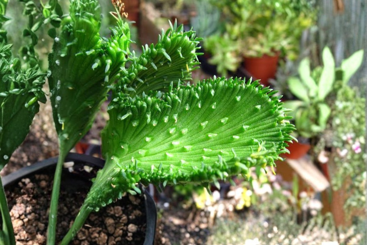 Euphorbia flanaganii 'Cristata' Live Starter Plant in 2-Inch Pot