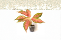 Aglaonema Panama Pink - Rooted Starter Plant, Pink Variegated Chinese Evergreen