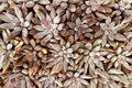 Crested Ghost Graptopetalum Live Cutting – Rare Crested Succulent