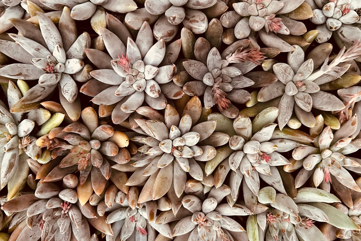 Crested Ghost Graptopetalum Live Cutting – Rare Crested Succulent
