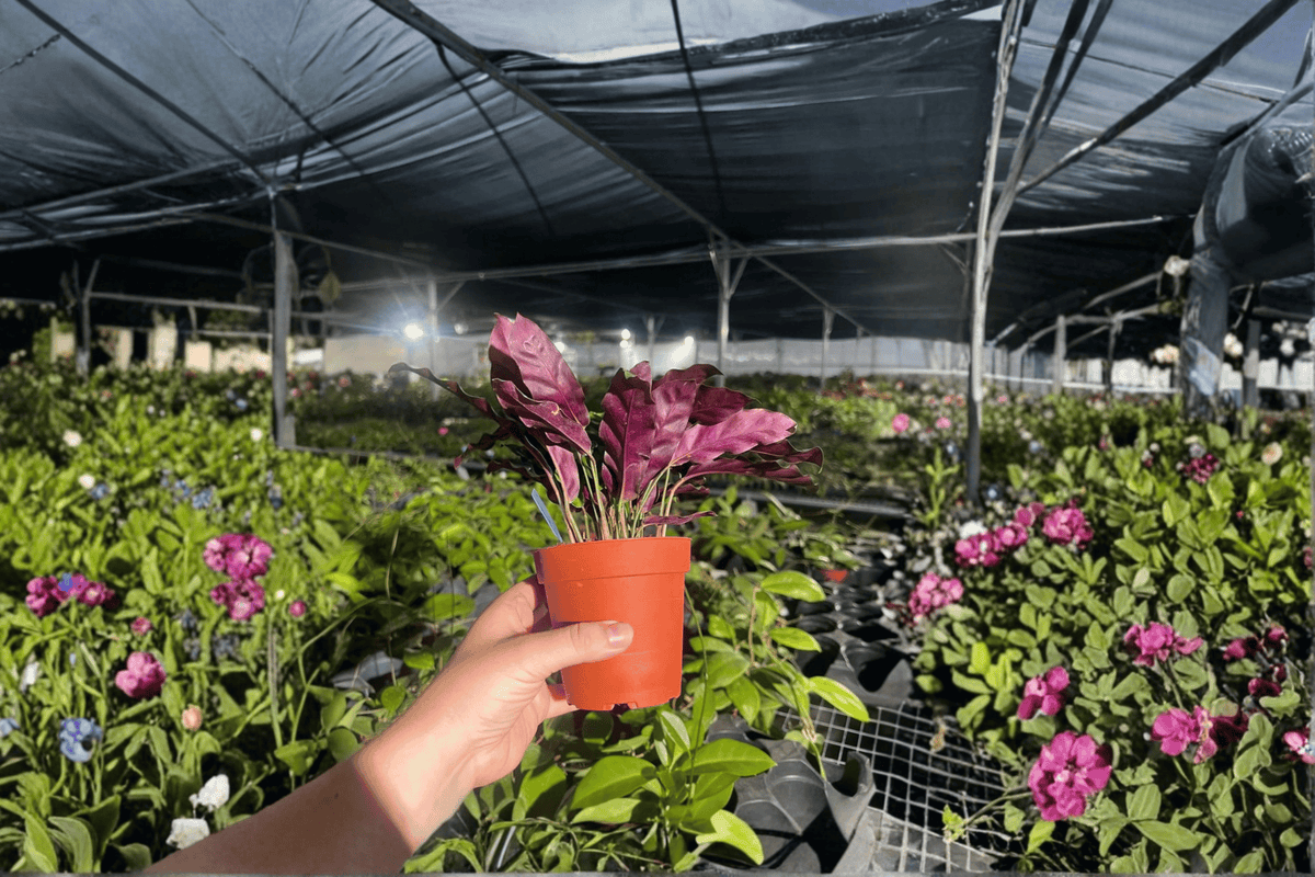 Calathea Lancifolia 'Rattlesnake' Live Plants – 2 in 4-Inch Pots | Goeppertia insignis