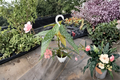 Begonia White Ice Angel Wing Live Plant - Rooted 4.5 in Hanging Pot