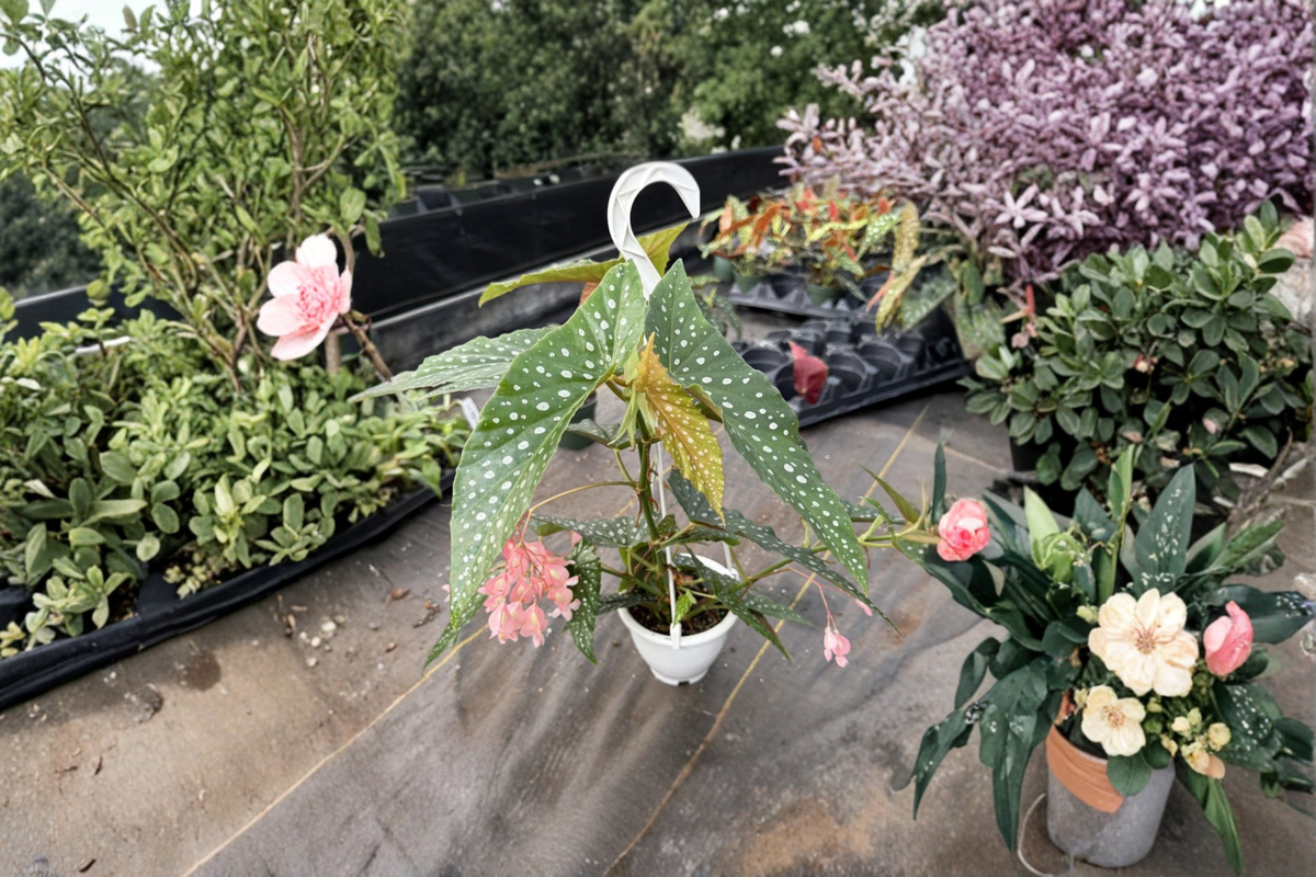 Begonia White Ice Angel Wing Live Plant - Rooted 4.5 in Hanging Pot