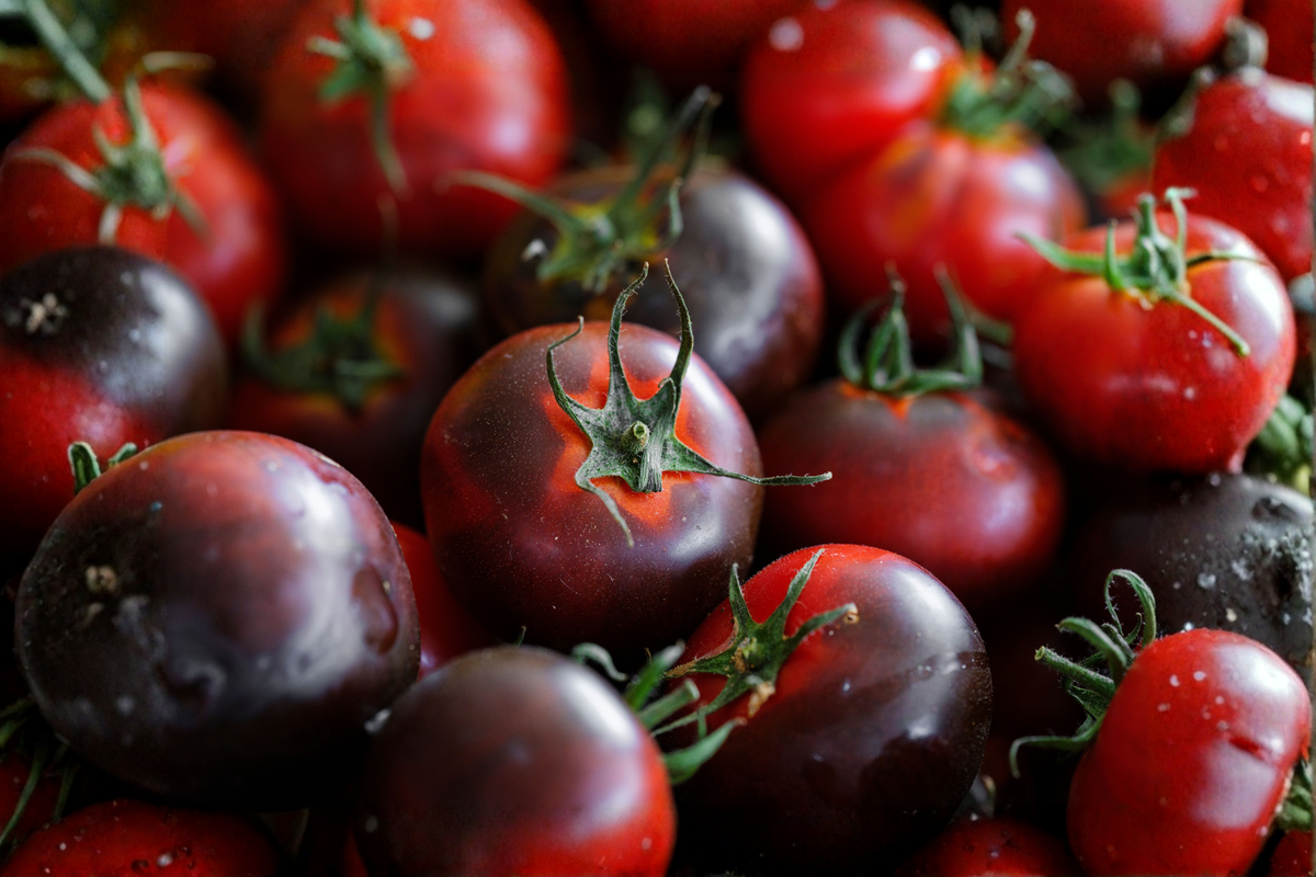 Cherokee Purple Tomato Plants – 4 Live Plants 6–10" Tall (Solanum lycopersicum)