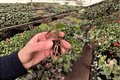 Anthurium Caliente Starter Plants – 2 Live Tray-Grown Anthurium Caliente