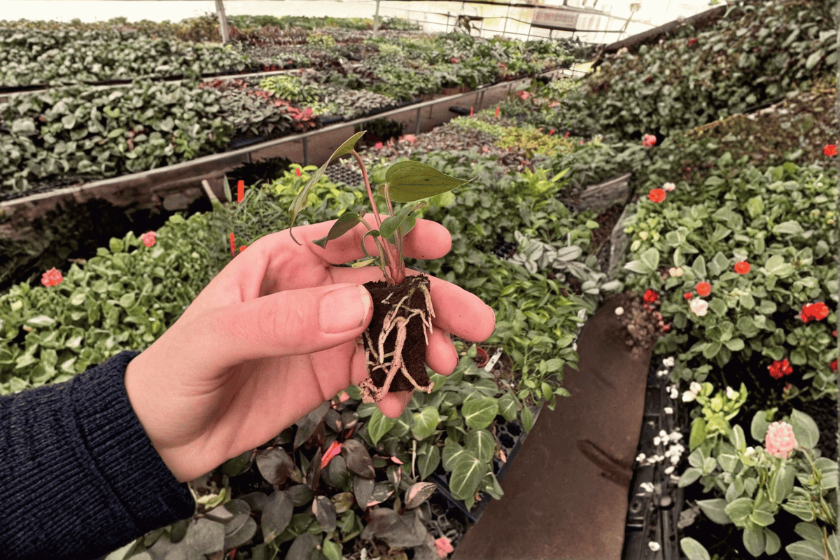 Anthurium Caliente Starter Plants – 2 Live Tray-Grown Anthurium Caliente