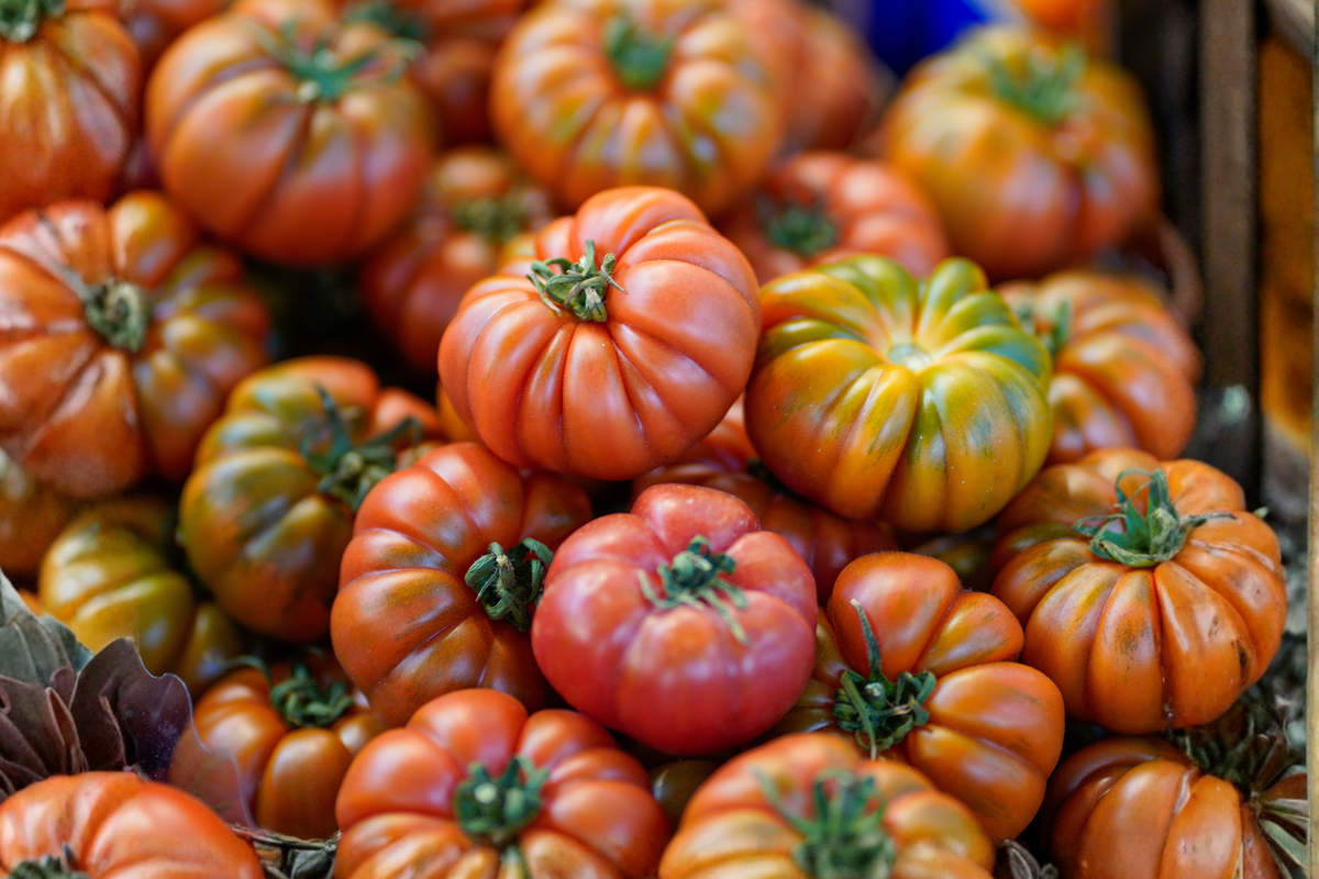 Big Rainbow Heirloom Tomato Live Plants | Lot of 6, 6–8 Inches Tall