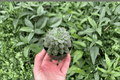 Echeveria Silver Star - 2 Live Starter Plants (2-Inch Starter Size) in Soil Pods
