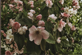 Cameo Flowering Quince Live Plant in 3.5 Inch Pot | Apricot Blooms