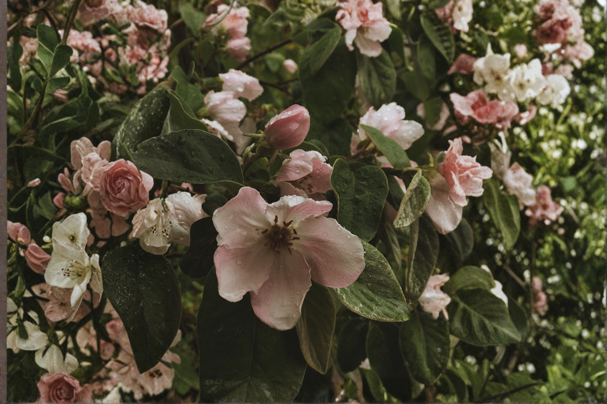 Cameo Flowering Quince Live Plant in 3.5 Inch Pot | Apricot Blooms