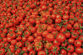 Park's Whopper Tomato Live Plants – Lot of 2, 6–10 Inch Starter Plants