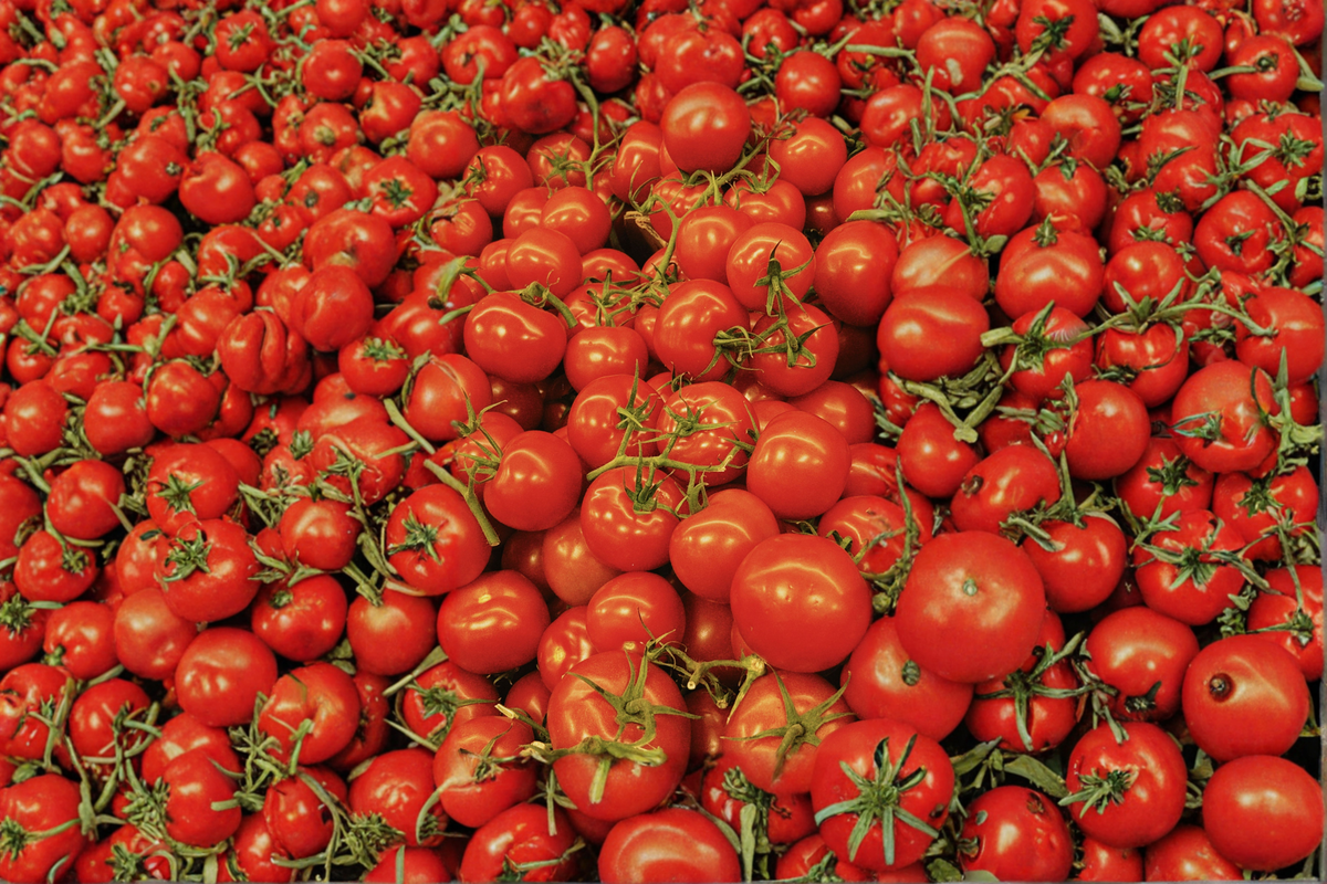 Park's Whopper Tomato Live Plants – Lot of 2, 6–10 Inch Starter Plants