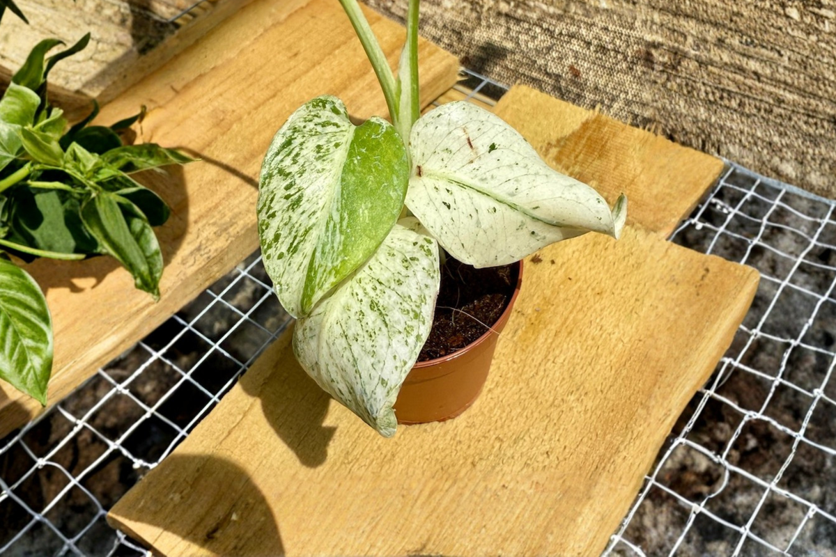 Monstera White Monster Albo Live Plant - 2 Inch Starter, Variegated Monstera deliciosa 'White Monster'