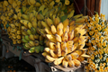 Truly Tiny Musa Banana Starter Plant | 4–12 in Live Banana Plant