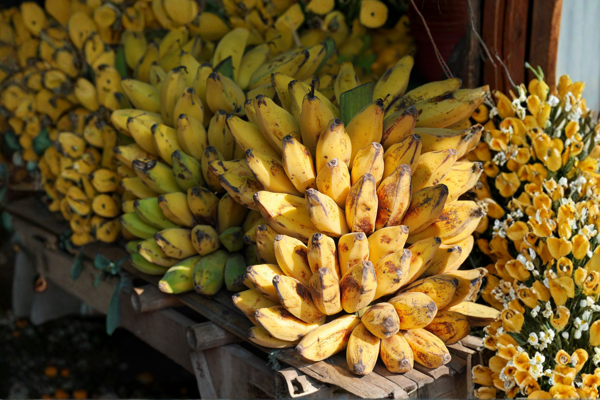 Truly Tiny Musa Banana Starter Plant | 4–12 in Live Banana Plant