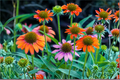 Echinacea Cheyenne Spirit 4 Live Starter Plants Plugs - Perennial Coneflower