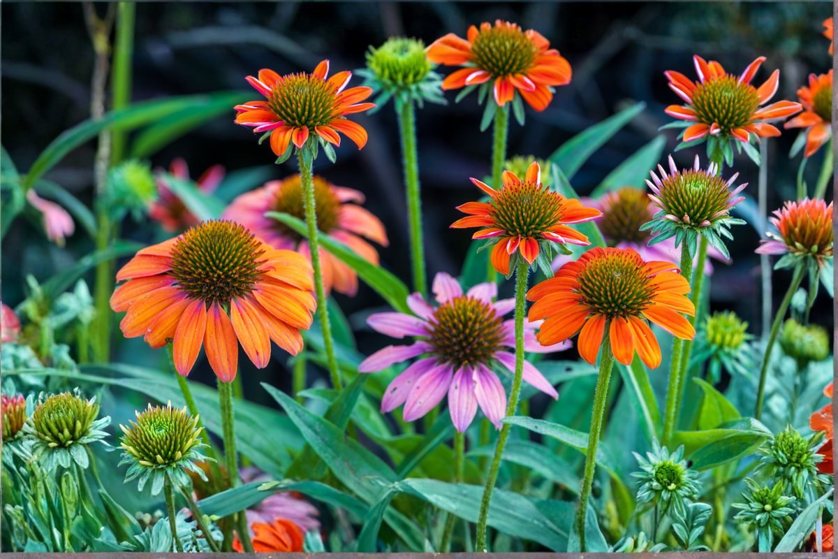 Echinacea Cheyenne Spirit 4 Live Starter Plants Plugs - Perennial Coneflower