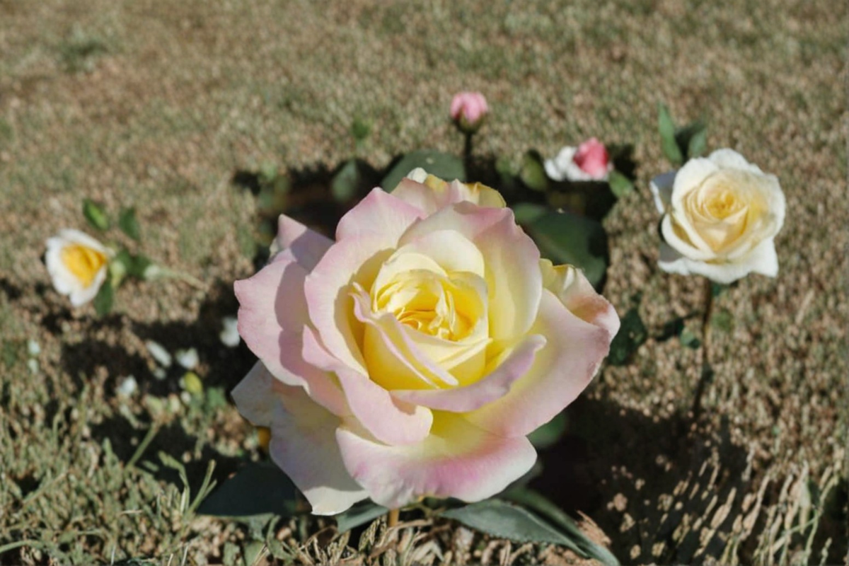 Garden Party Hybrid Tea Rose - 1 Gal Live Plant (Yellow, White & Pink)