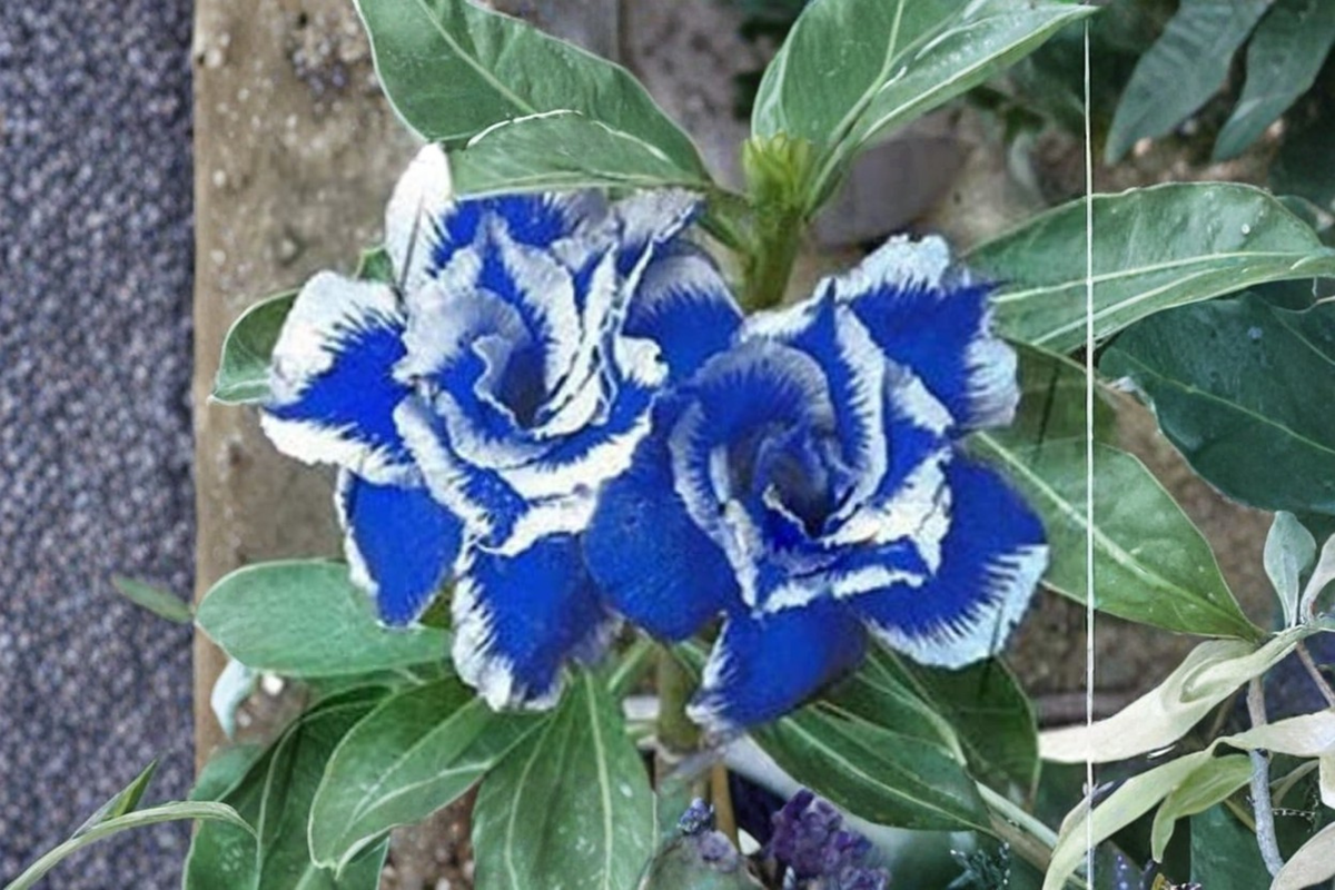 Desert Rose Triple Crown Seeds - Adenium Obesum | 10 Seeds for Indoor Pot or Outdoor Warm Climates