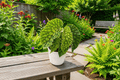 Begonia chlorosticta Tissue Culture Plants - 2-Pack
