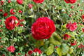Japanese Camellia Mathotiana (Camellia japonica) 1 Gallon Live Plant - Red Evergreen Shrub