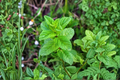 Peppermint Live Herb Plants – Set of 5 Bare Root Mentha × piperita