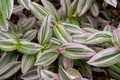 Tradescantia Nanouk Live Plant in 2-Inch Pot – Pink Variegated Wandering Dude