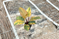 Philodendron Black Cardinal Variegated - Rooted 4-Inch Pot
