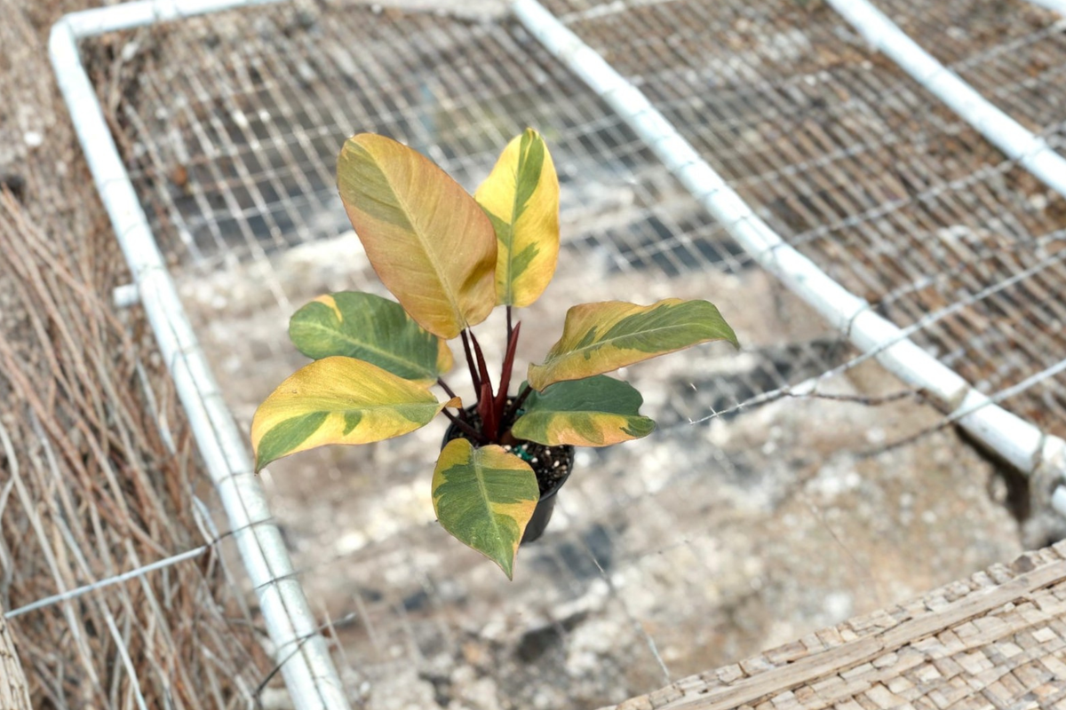 Philodendron Black Cardinal Variegated - Rooted 4-Inch Pot