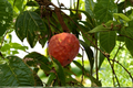Red Custard Apple Tree - Annona reticulata Live Plant, 2 ft+, Tropical Fruit Tree