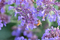Walker's Low Catmint Nepeta × faassenii 'Walker's Low' Live Plant - 2.5" Pot