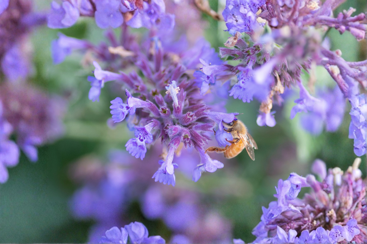 Walker's Low Catmint Nepeta × faassenii 'Walker's Low' Live Plant - 2.5" Pot