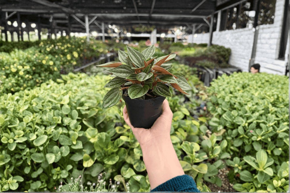 Peperomia Rosso (Peperomia caperata 'Rosso') - 2 Live Plants in 4-Inch Pots