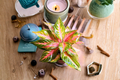 Aglaonema Panama Pink Live Plant – Chinese Evergreen, Pink Variegated Foliage, Rooted Starter Plant