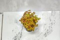 Oxalis Triangularis Purple Shamrock Live Plant | Rooted 4" Pot