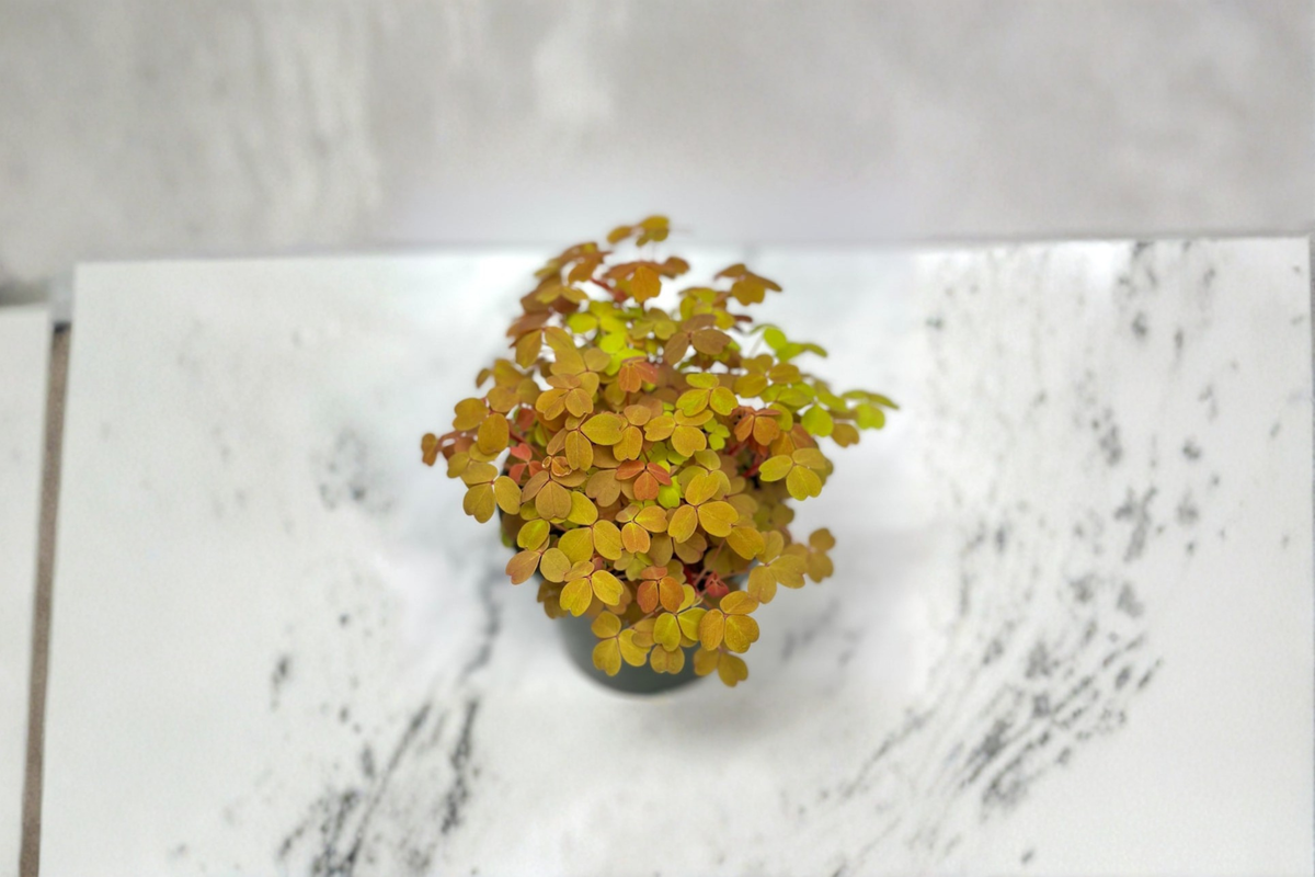 Oxalis Triangularis Purple Shamrock Live Plant | Rooted 4" Pot