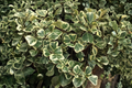 Triangle Ficus (Ficus triangularis) – 2 Live Plants in 2-Inch Pots